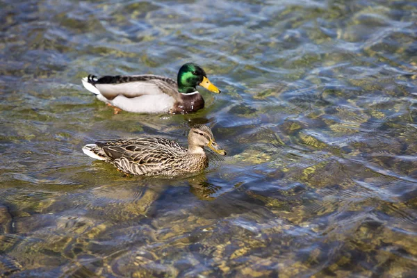 Mallard Ducks夫妇在湖中游泳 — 图库照片