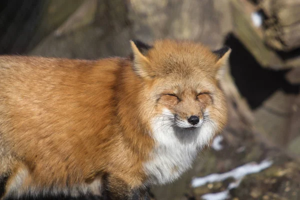 橙色狐狸在公园外面 — 图库照片