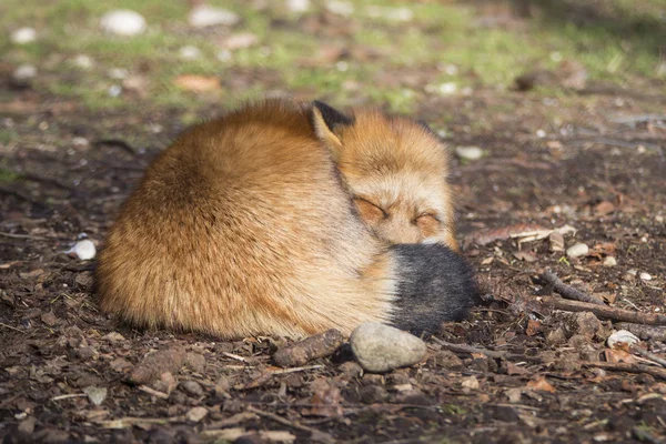 Śpiące Fox Lesie — Zdjęcie stockowe