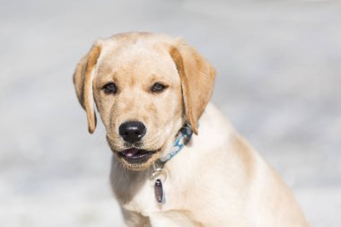 Genç Golden Retriever köpek yavrusu dışarıda oynuyor