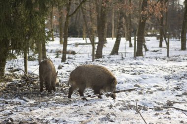 Karlı kış zamanı dışarıda yaban domuzları