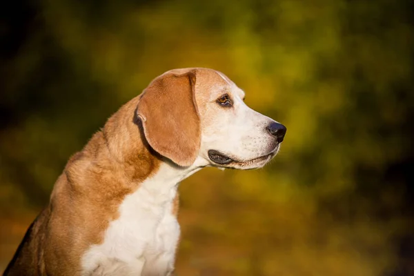 Retrato Perro Beagle Luz Otoñal —  Fotos de Stock