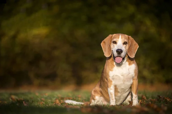 Retrato Perro Beagle Luz Otoñal —  Fotos de Stock