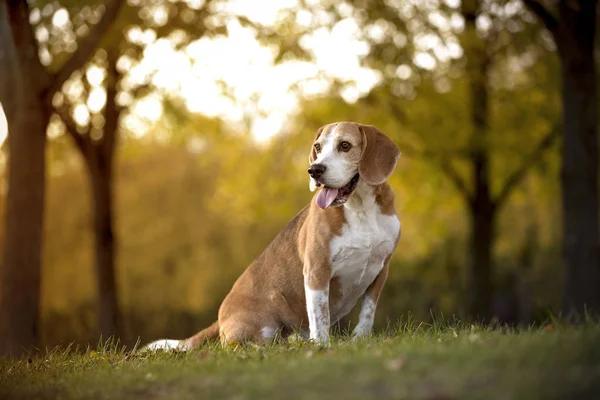 Retrato Perro Beagle Luz Otoñal —  Fotos de Stock