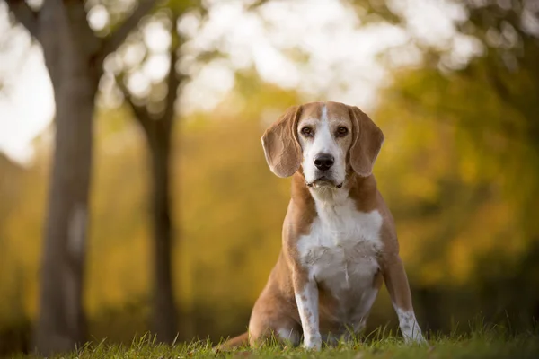 Retrato Perro Beagle Luz Otoñal —  Fotos de Stock