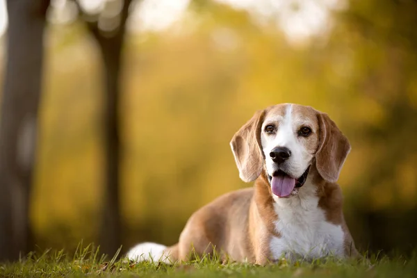 秋の光の中でのビーグル犬の肖像 — ストック写真