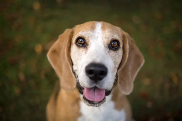 Retrato Cão Beagle Luz Outonal — Fotografia de Stock