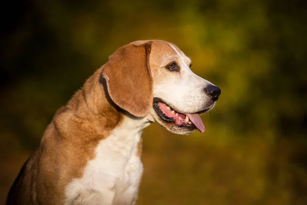 Porträtt Beagle Hund Höstens Ljus — Stockfoto