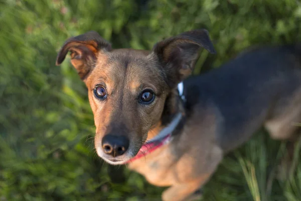 Porträt Eines Terrier Dackel Mischlings Freien — Stockfoto