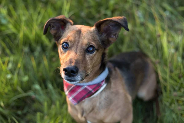 Porträt Eines Terrier Dackel Mischlings Freien — Stockfoto