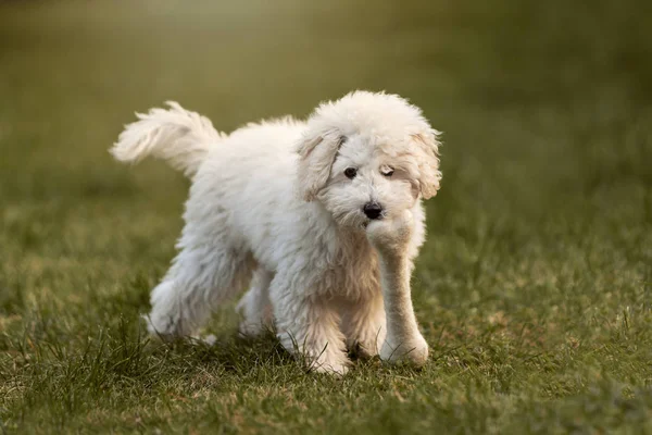 Açık havada bahçede oynayan beyaz kaniş köpek yavrusu