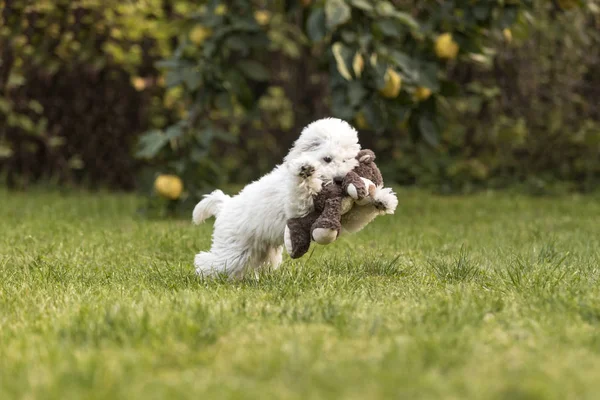 Cucciolo Bianco Che Gioca Giardino All Aperto — Foto Stock