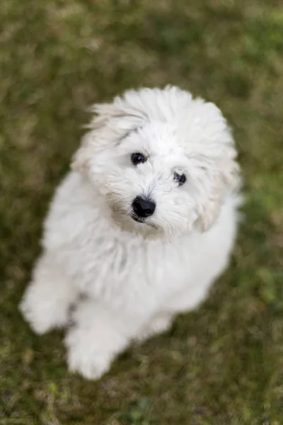 Portret Van Een Witte Poedel Pup Buiten — Stockfoto