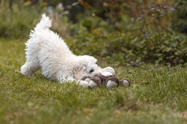Açık Havada Bahçede Oynayan Beyaz Kaniş Köpek Yavrusu — Stok fotoğraf