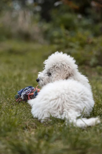 Ritratto Cucciolo Bianco All Aperto — Foto Stock