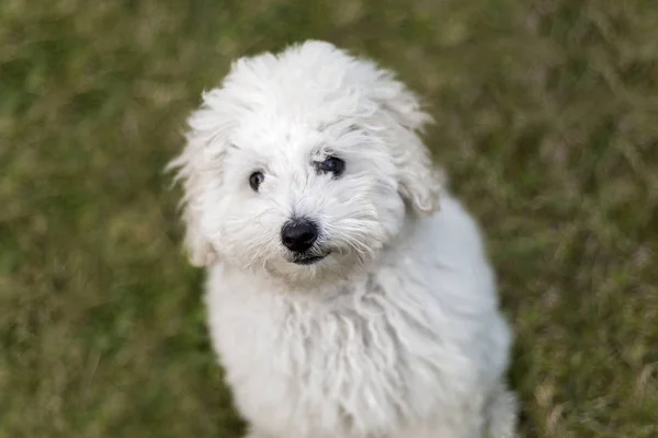 Portret Van Een Witte Poedel Pup Buiten — Stockfoto