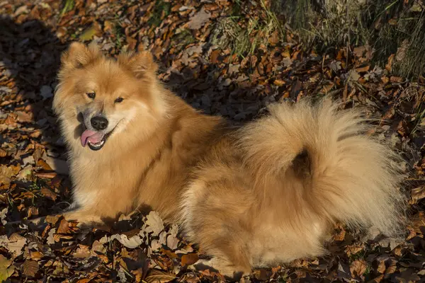 Портрет Евразийской Собаки Открытом Воздухе Осенью — стоковое фото
