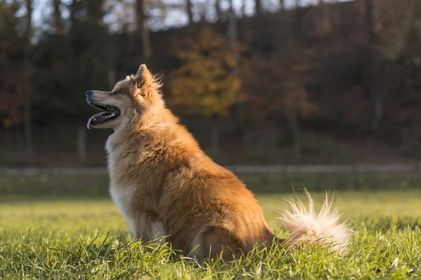 Retrato Perro Euroasiático Aire Libre Otoño —  Fotos de Stock