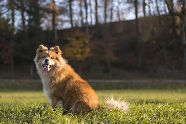 Porträt Eines Eurasischen Hundes Herbst Freien — Stockfoto