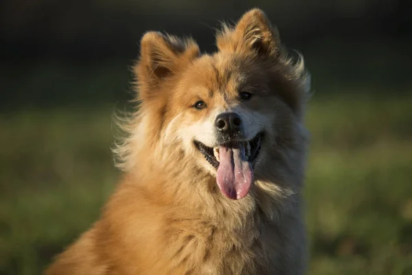 Retrato Perro Euroasiático Aire Libre Otoño —  Fotos de Stock