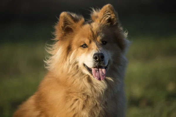 Porträt Eines Eurasischen Hundes Herbst Freien — Stockfoto