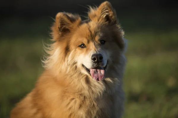Retrato Perro Euroasiático Aire Libre Otoño —  Fotos de Stock