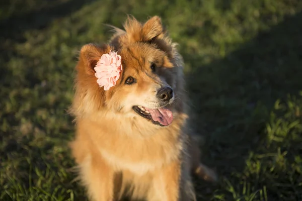 Retrato Joven Perro Euroasiático Con Flores Aire Libre —  Fotos de Stock