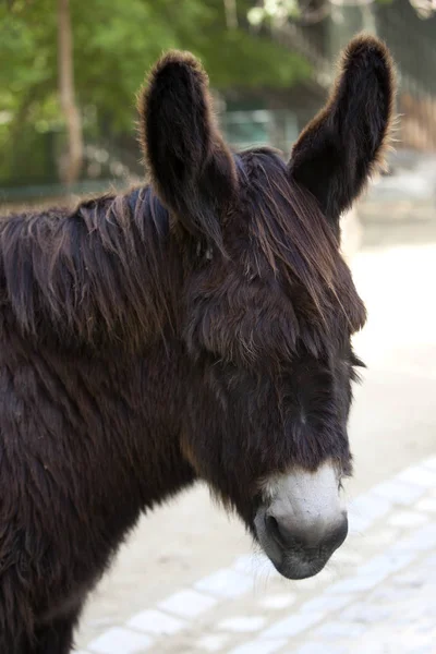 Porträtt Brun Åsna Ansikte — Stockfoto