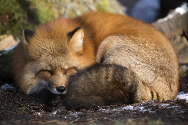 Renard Endormi Dans Une Forêt — Photo