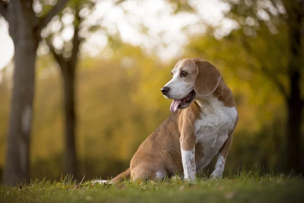 Retrato Cão Beagle Luz Outonal — Fotografia de Stock