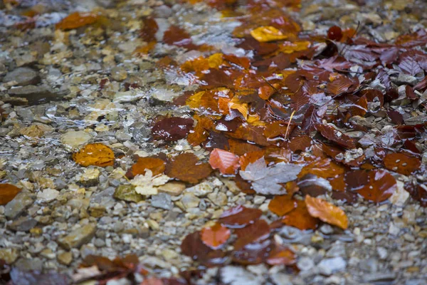 Colorful Leaves Autumn Background — Stock Photo, Image