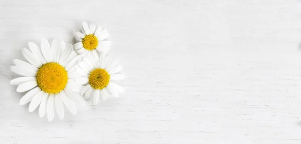 Margueritas Fundo Isolado Branco Conceito Primavera — Fotografia de Stock