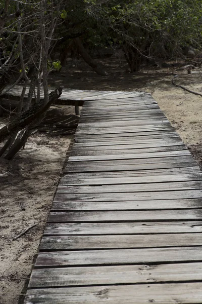 Wooden Footbridge Jungle Mangrove Forest Seychelles — Stock Photo, Image