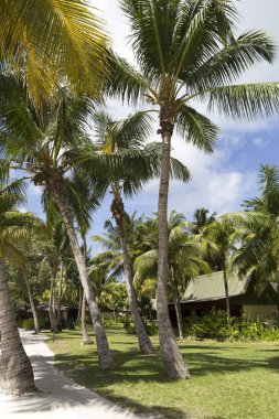 De Seyşeller Praslin adasındaki tropikal peyzaj
