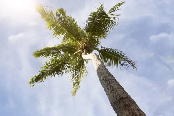 Tropisches Palmenpanorama Urlaubskonzept — Stockfoto