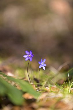 Ormanda büyüyen iki mavi hepatika.