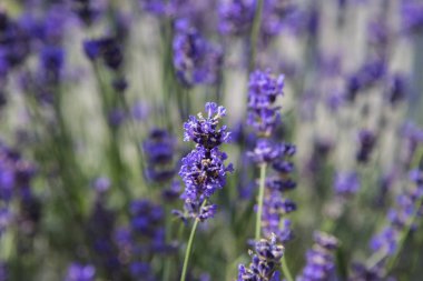 Bir alan içinde mor lavanta closeup