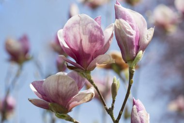 Güneşli baharda manolya ağacı