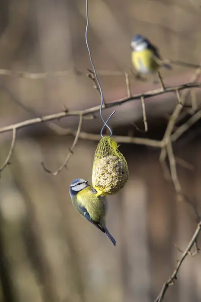 Uccello Azzurro Pistone Mandrino Alla Luce Del Sole — Foto Stock