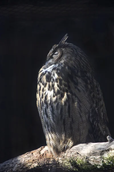 European Eagle Owl Tree Trunk Closed Eyes — Stock Photo, Image