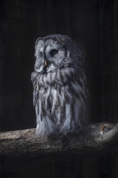 Great Gray Owl Tree Trunk Front Black Background — Stock Photo, Image