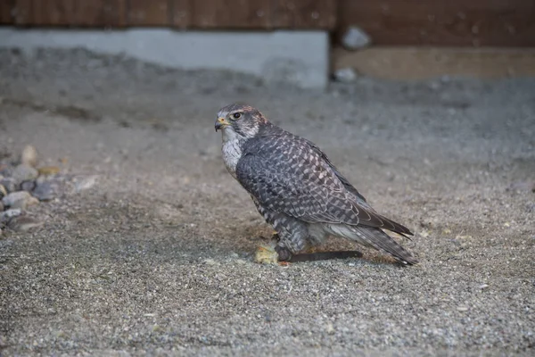 Peregrine Falcon Sandy Underground Indoors — Stock Photo, Image