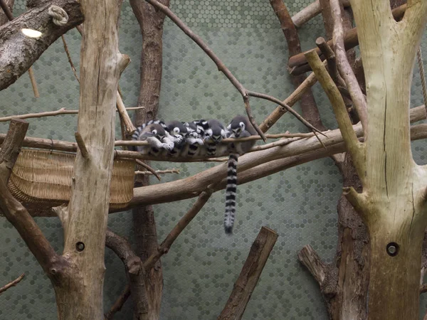 Grupo Kattas Durmiendo Zoológico —  Fotos de Stock