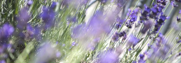 Panorama Purple Lavender Field — Stock Photo, Image
