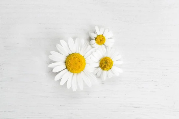 Marguerites Een Witte Achtergrond Van Geïsoleerde Voorjaar Concept — Stockfoto