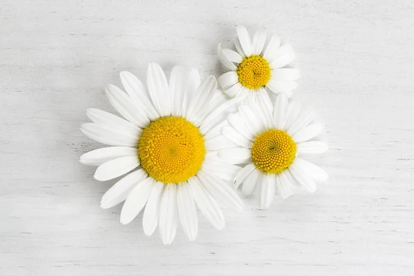 Margueritas Fundo Isolado Branco Conceito Primavera — Fotografia de Stock