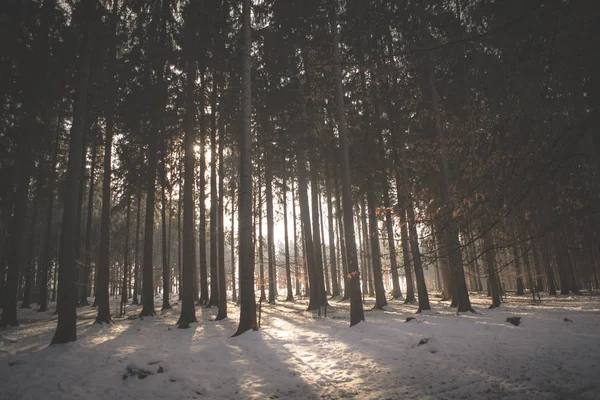 Paesaggio Boschivo Innevato Nella Luce Del Tramonto Inverno — Foto Stock