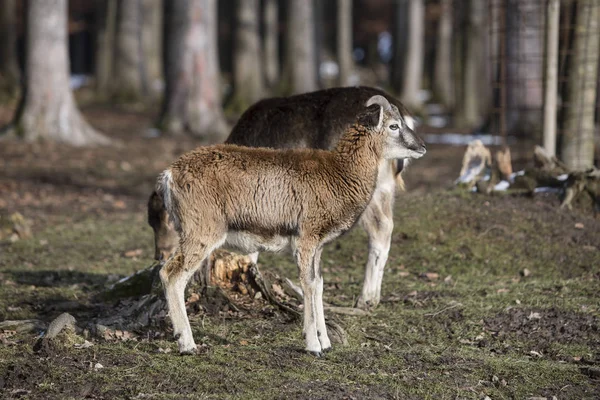 Mannelijke Mufflon Een Park Wintertijd — Stockfoto