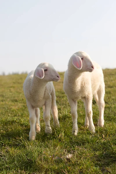 若い子羊の牧草地 — ストック写真