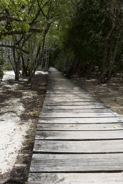 Passarela Madeira Floresta Mangue Selva Seychelles — Fotografia de Stock